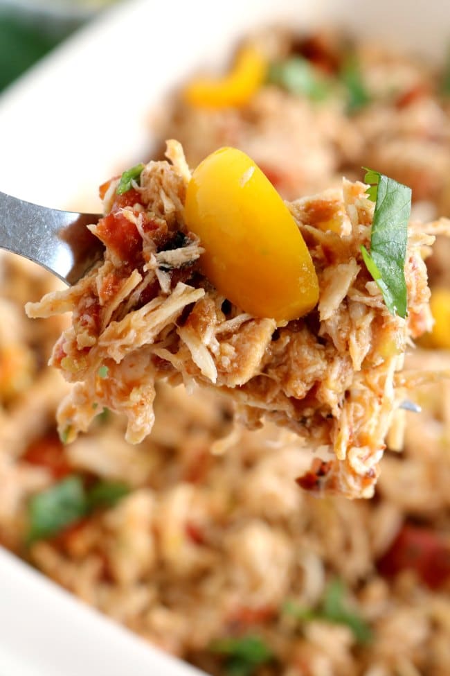 A close up image of shredded chicken tinga on a fork.