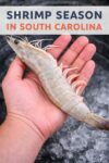 Fresh Local Shrimp: How to Buy It, Store It, Cook It, and Love Every Bite 1 Shrimp season in SC pin1