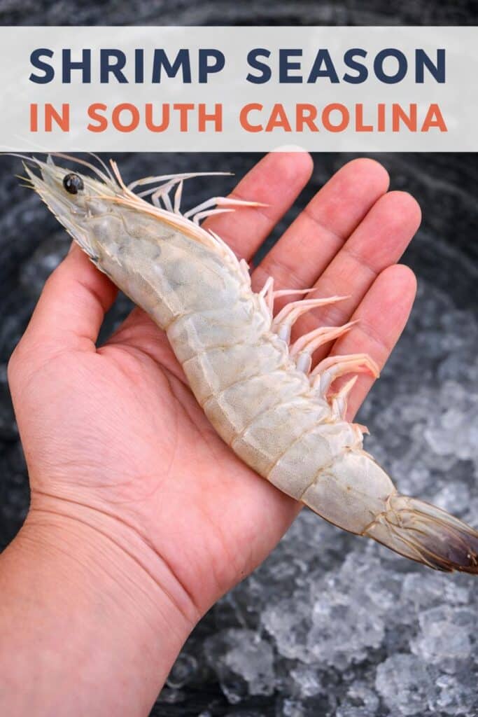 Fresh Local Shrimp: How to Buy It, Store It, Cook It, and Love Every Bite 8 Shrimp season in SC pin1