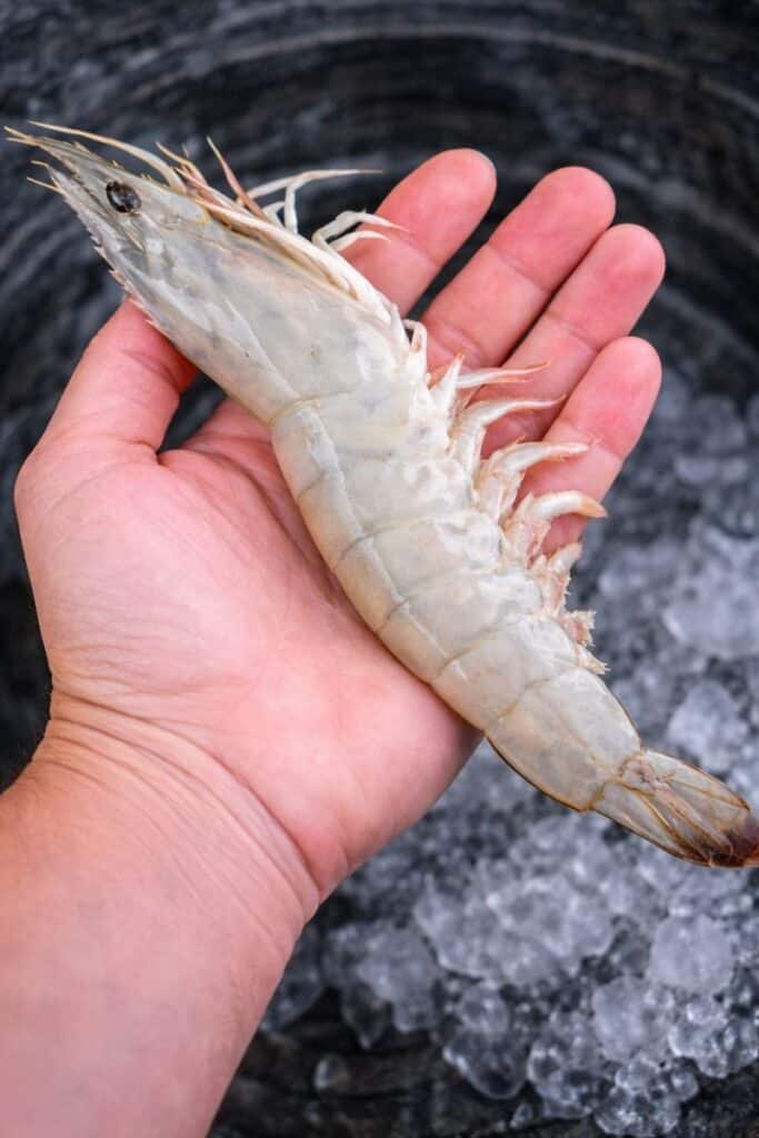 Fresh Local Shrimp: How to Buy It, Store It, Cook It, and Love Every Bite 4 Fresh jumbo white shrimp from South Carolina shrimp season held in hand over ice at the dock