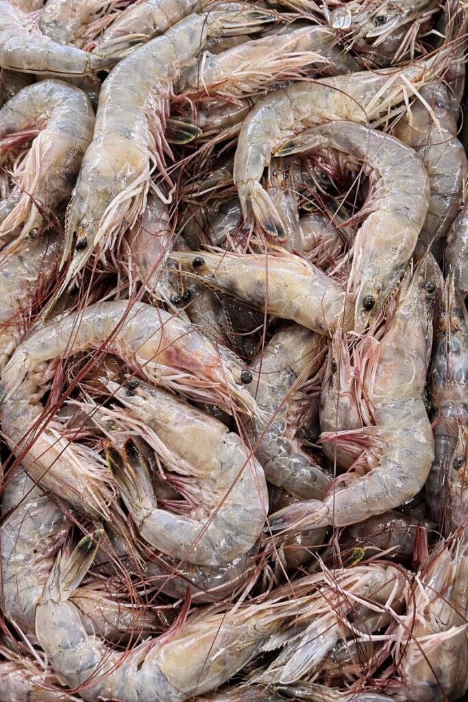 Close-up of fresh jumbo shrimp from South Carolina and North Carolina shrimp season with heads on and translucent shells